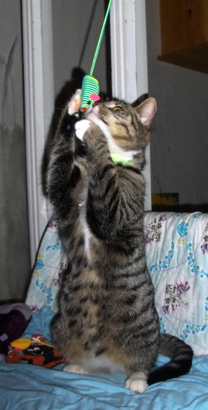 Huskat Brune  - 7- Brune leger med sin nye mus :D billede 7