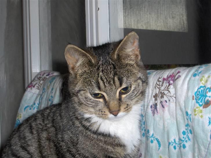 Huskat Brune  - 8- Brune misser d: billede 8