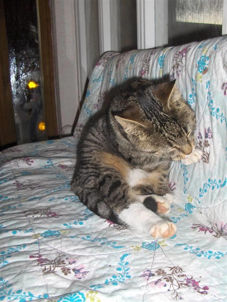 Huskat Brune  - 9- Vaske, vaske d´: billede 9