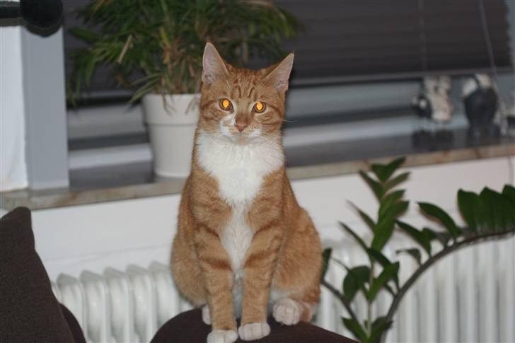 Blanding af racer Caesar billede 9