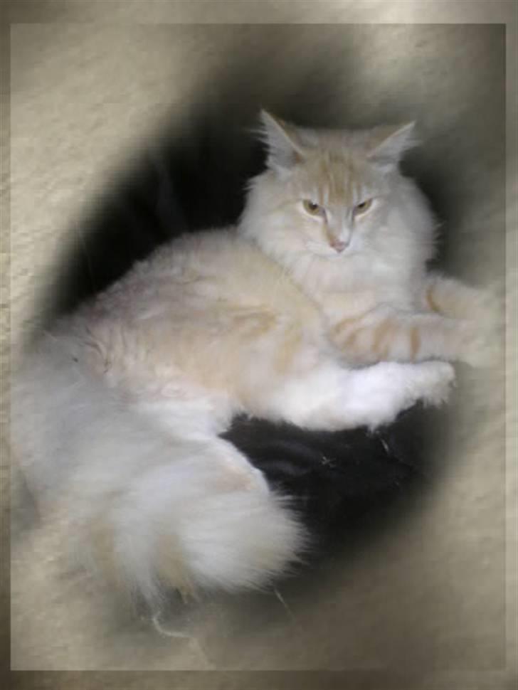 Norsk Skovkat Høgerstedets Fabian - Høgerstedets Fabian som Killing billede 1