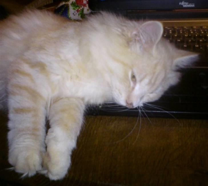 Norsk Skovkat Høgerstedets Fabian - Fabian tager en slapper billede 2