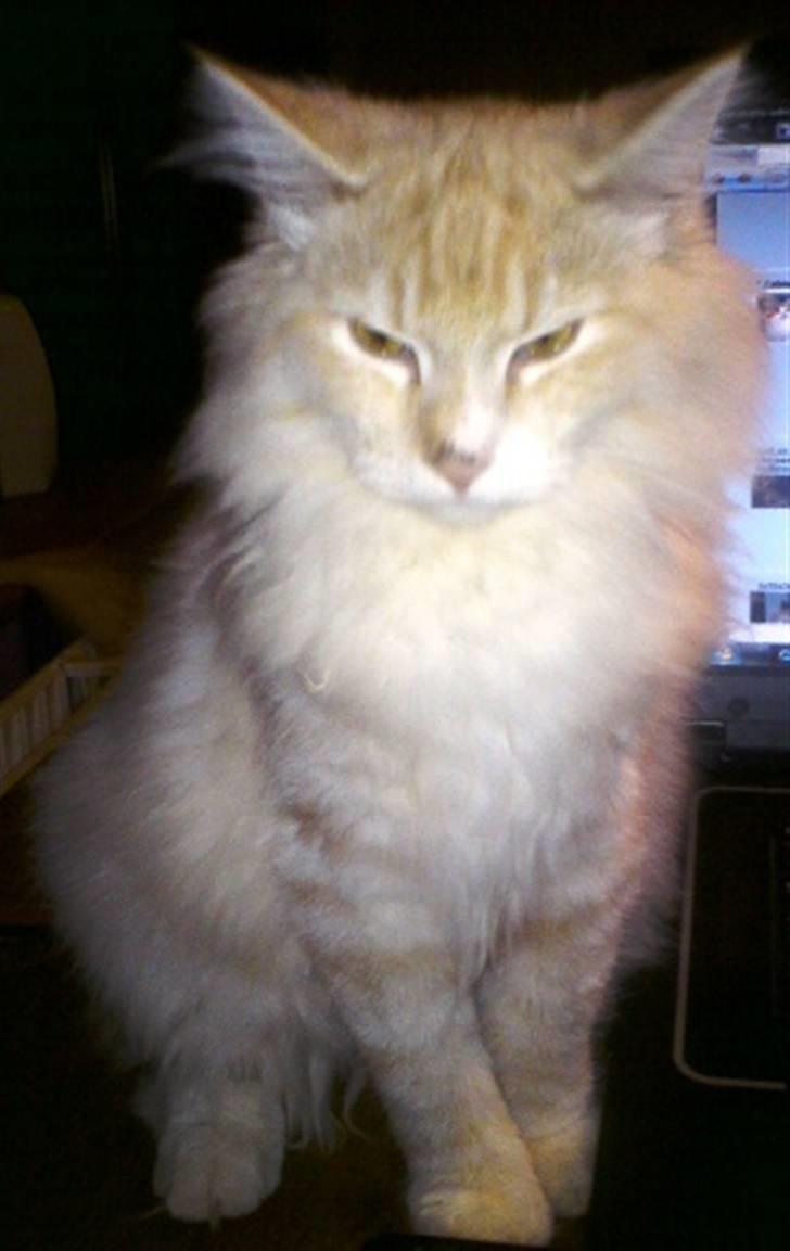 Norsk Skovkat Høgerstedets Fabian - Hmmm Morrr jeg gider ikk :) billede 3