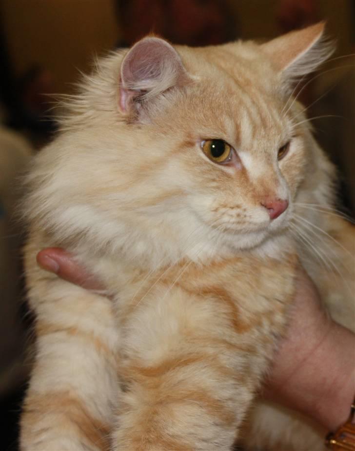 Norsk Skovkat Høgerstedets Fabian - okay gik du mmmooorrr efter godbider billede 4