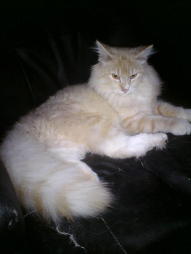 Norsk Skovkat Høgerstedets Fabian - smukke Fabian billede 5