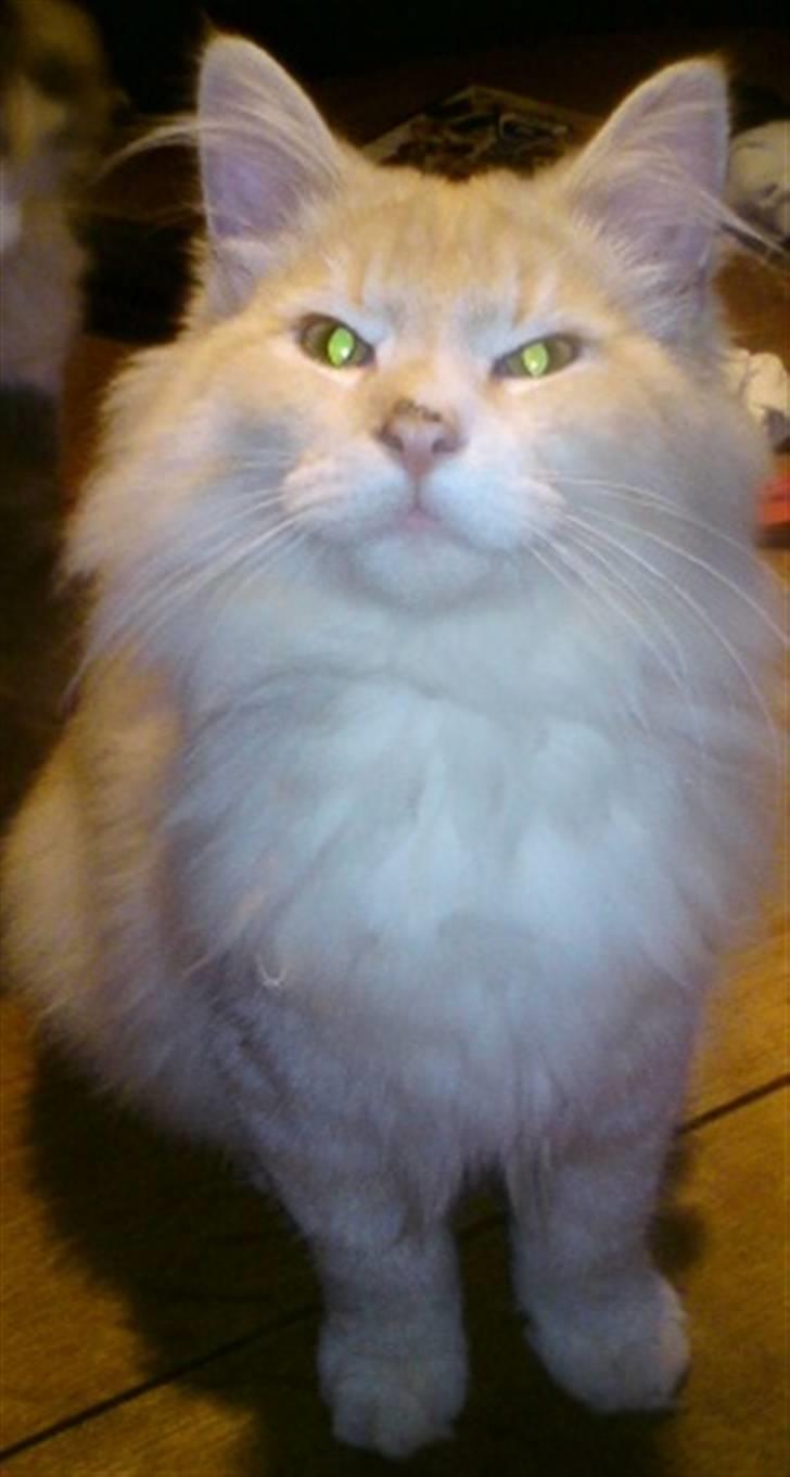 Norsk Skovkat Høgerstedets Fabian - lidt overlegen må man vel være... billede 6