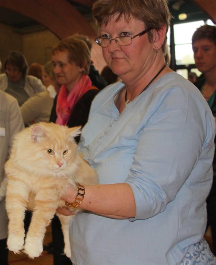 Norsk Skovkat Høgerstedets Fabian - Høgerstedets Fabian og søster Høgerstedets Frida billede 7