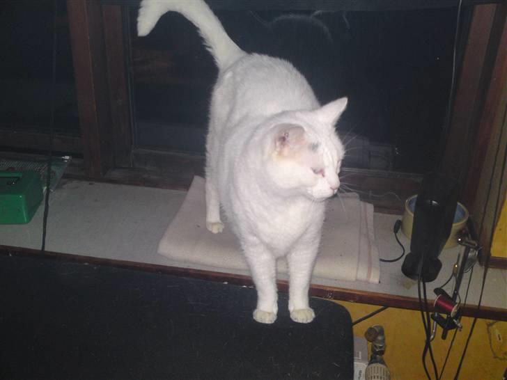 Huskat Peter billede 1