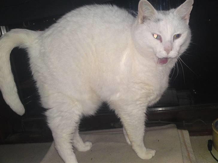 Huskat Peter billede 2