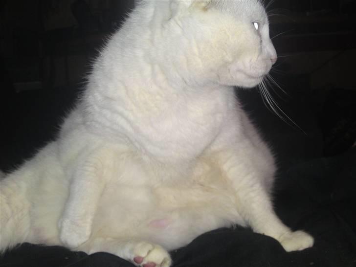 Huskat Peter billede 3