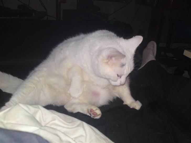 Huskat Peter billede 4