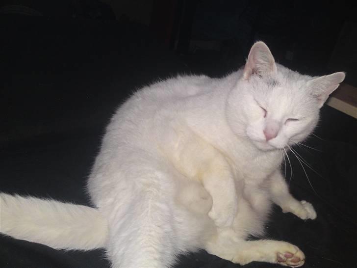 Huskat Peter billede 5