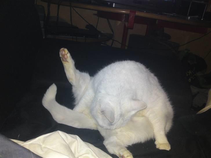 Huskat Peter billede 6