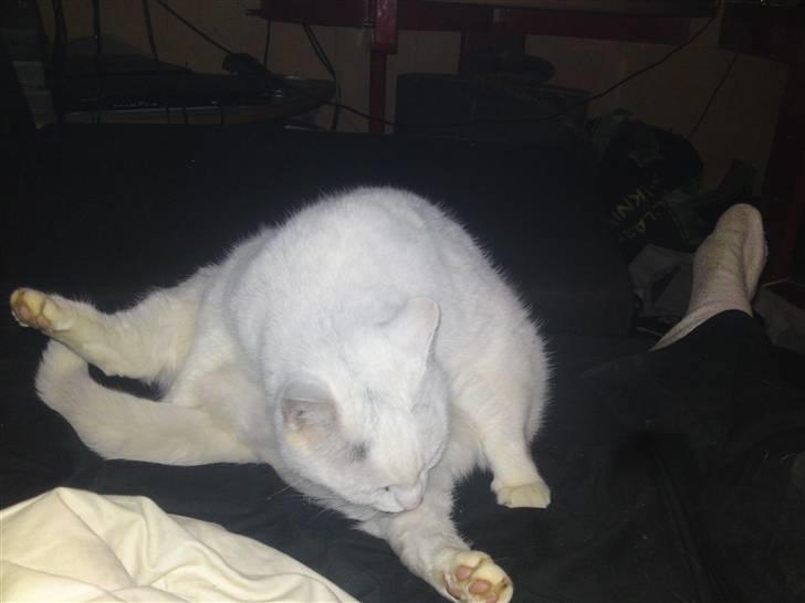 Huskat Peter billede 7