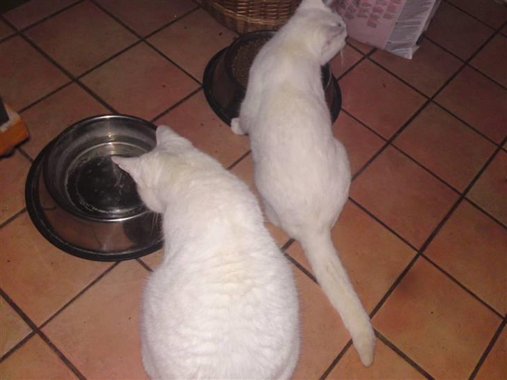 Huskat Peter billede 8