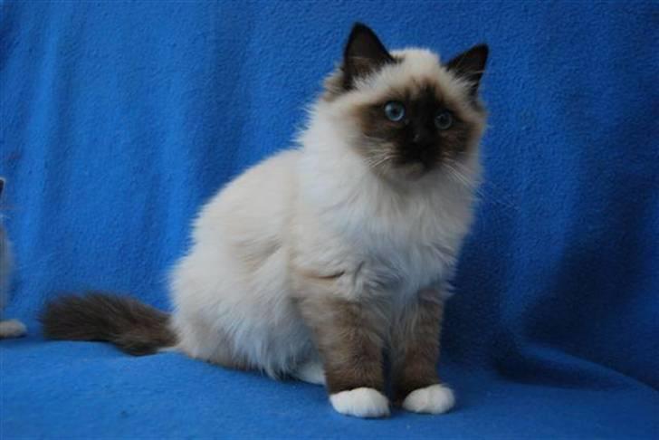 Hellig Birma Backkara's Rainbow. - Jeg er en lille prinsesse. billede 1