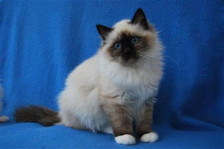 Hellig Birma Backkara's Rainbow. - Se lige mig. billede 2