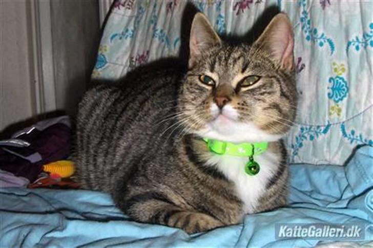 Huskat Brune  - 10- Brune da hun kom herhjem :) billede 10