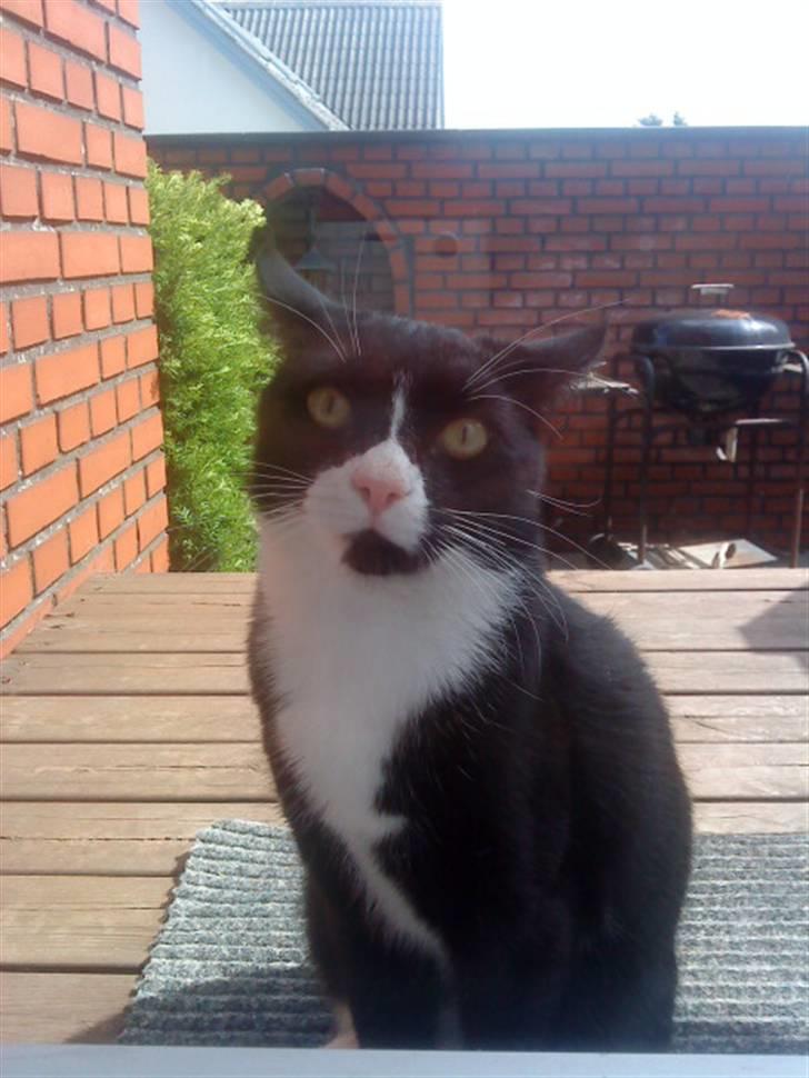 Huskat Gismo *R.I.P* Savner dig  billede 1