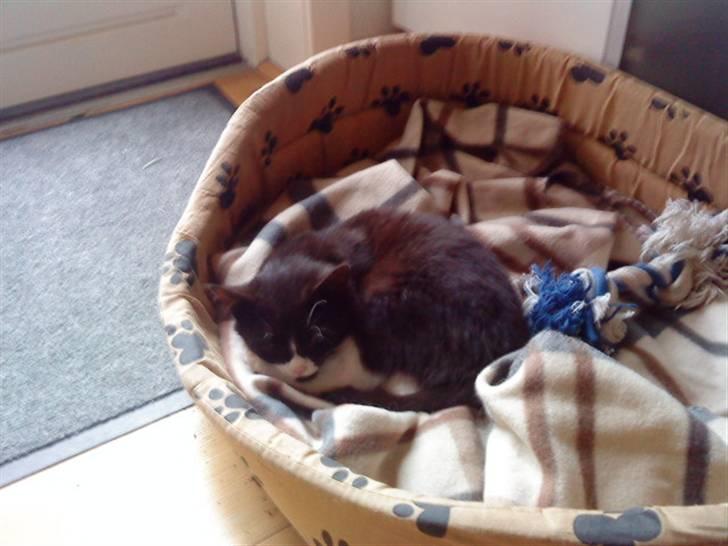 Huskat Gismo *R.I.P* Savner dig  billede 2