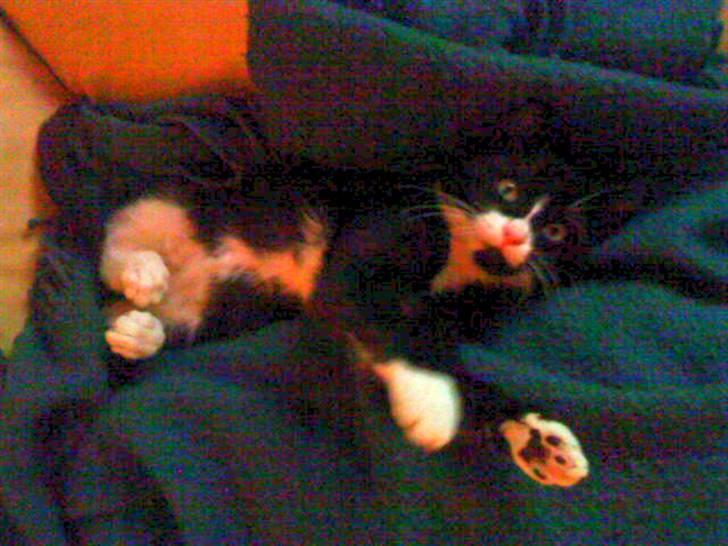 Huskat Gismo *R.I.P* Savner dig  billede 3