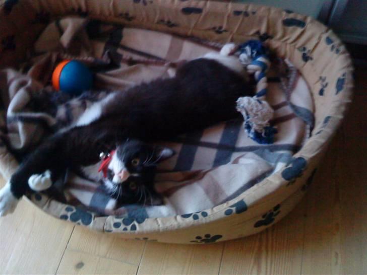 Huskat Gismo *R.I.P* Savner dig  billede 4