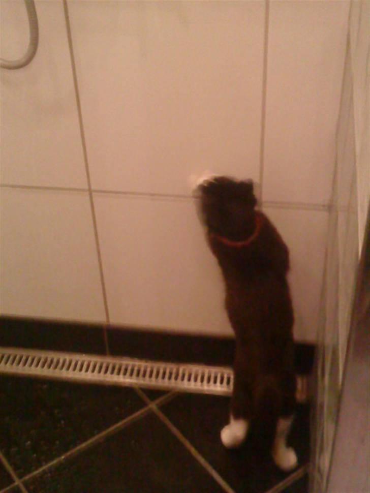 Huskat Gismo *R.I.P* Savner dig  billede 5