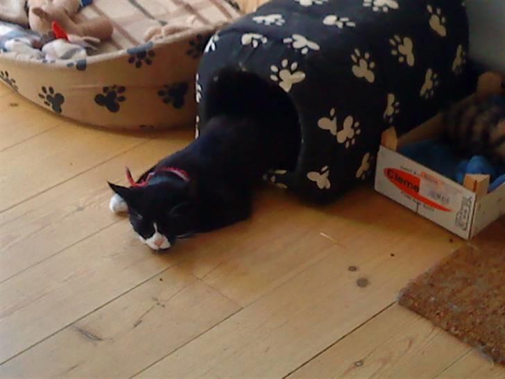 Huskat Gismo *R.I.P* Savner dig  billede 6