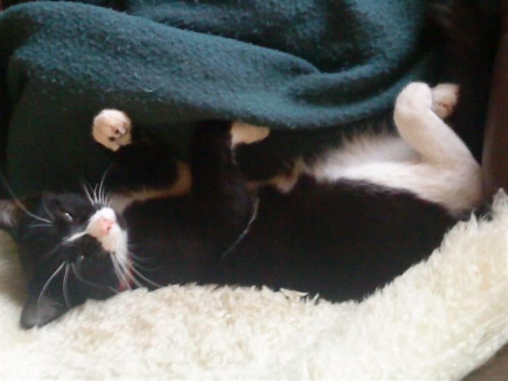 Huskat Gismo *R.I.P* Savner dig  billede 7