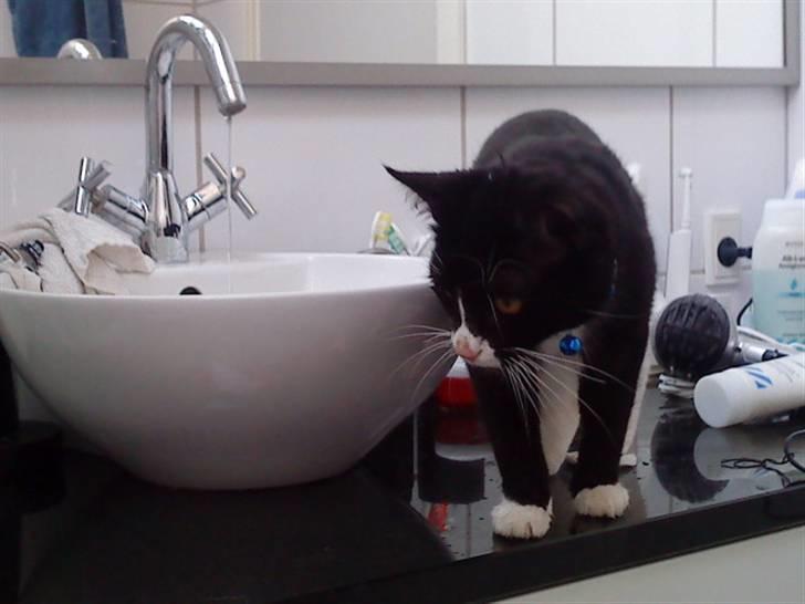 Huskat Gismo *R.I.P* Savner dig  billede 8