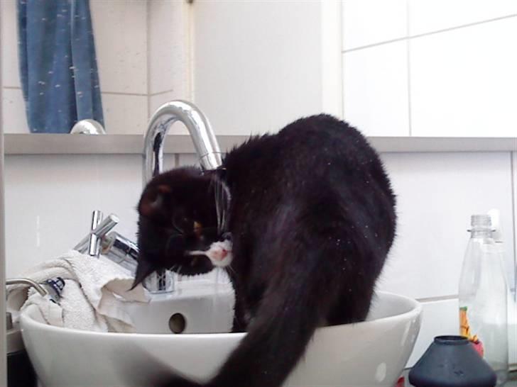 Huskat Gismo *R.I.P* Savner dig  billede 9