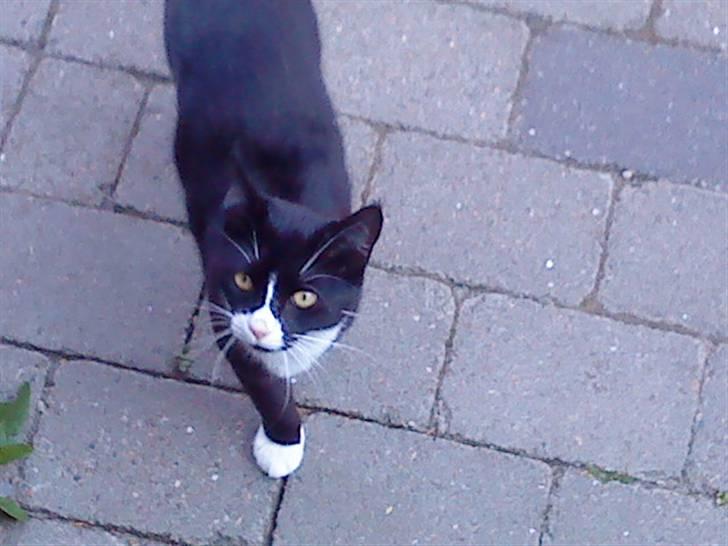 Huskat Gismo *R.I.P* Savner dig  billede 10