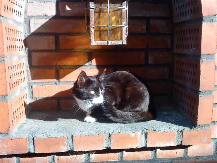 Huskat Gismo *R.I.P* Savner dig  billede 11