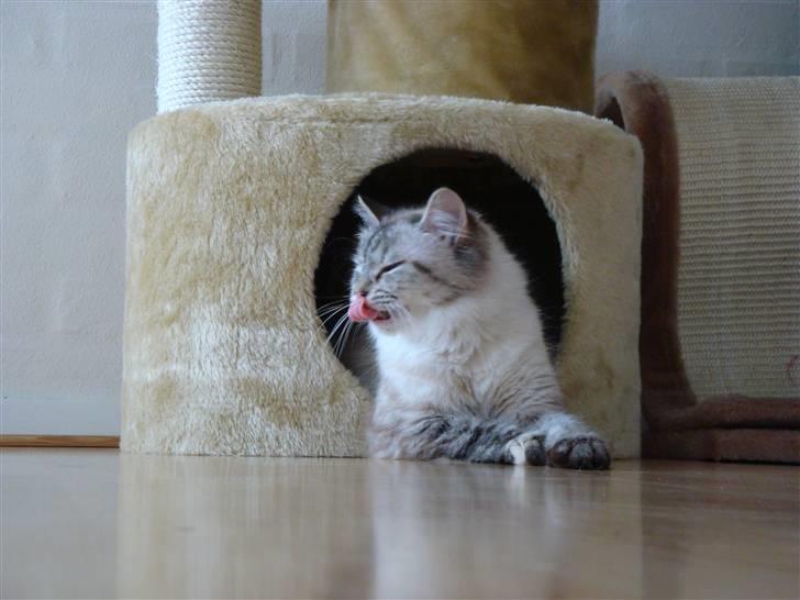 Hellig Birma Gin billede 1