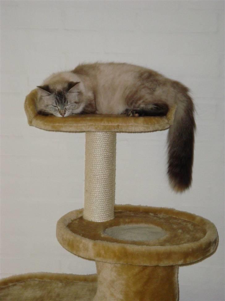 Hellig Birma Gin billede 2