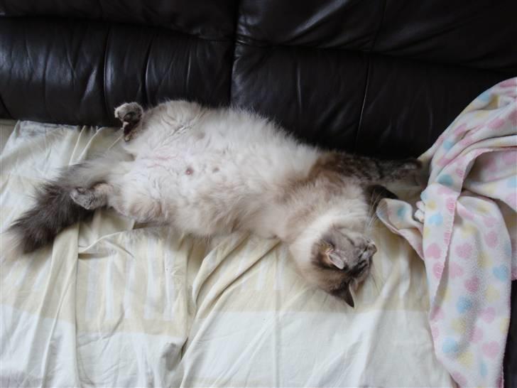 Hellig Birma Gin billede 3