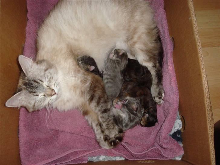 Hellig Birma Gin billede 4