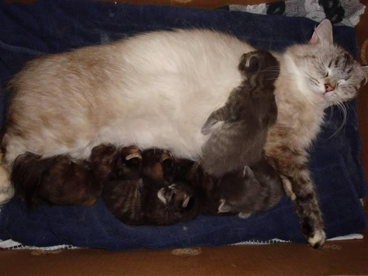 Hellig Birma Gin billede 5