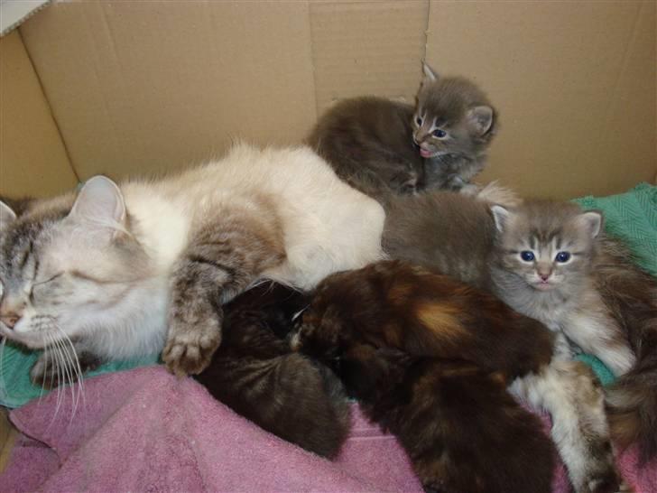 Hellig Birma Gin billede 6