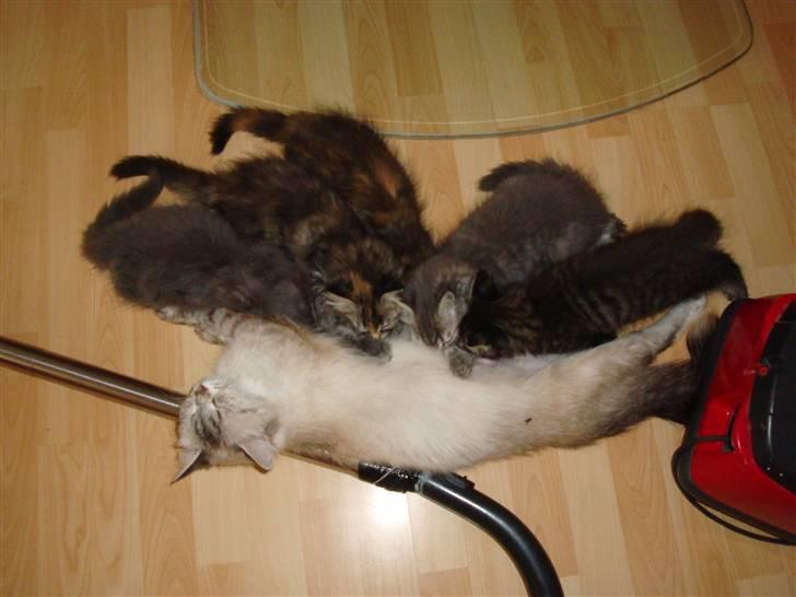 Hellig Birma Gin billede 7