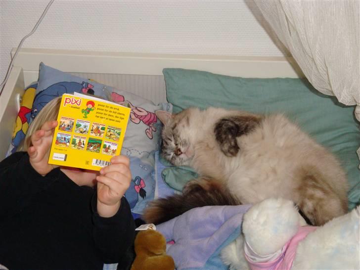 Hellig Birma Gin billede 8