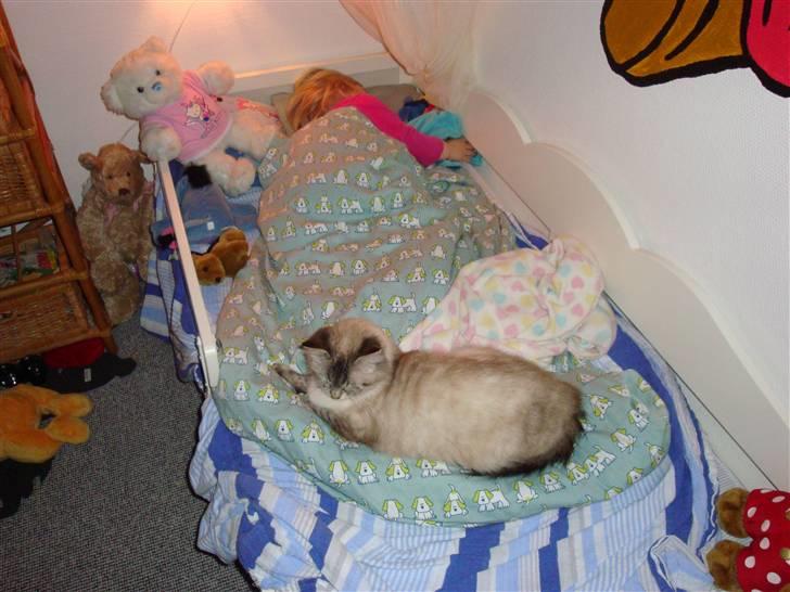 Hellig Birma Gin billede 9