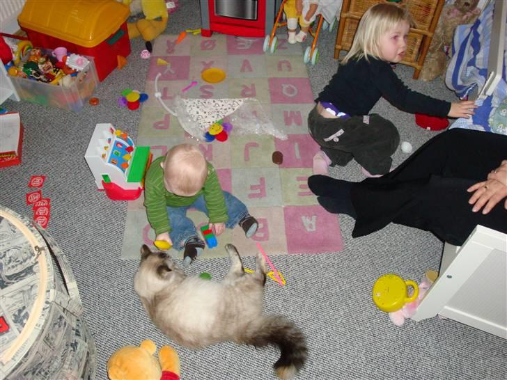 Hellig Birma Gin billede 10