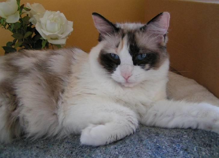 Ragdoll Big-Bang Karlsvognen Uma billede 1