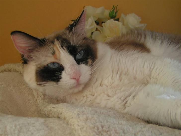 Ragdoll Big-Bang Karlsvognen Uma billede 2