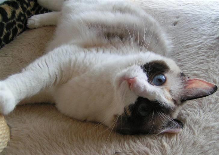 Ragdoll Big-Bang Karlsvognen Uma billede 3