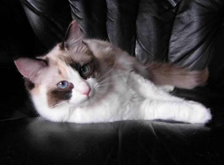 Ragdoll Big-Bang Karlsvognen Uma billede 4