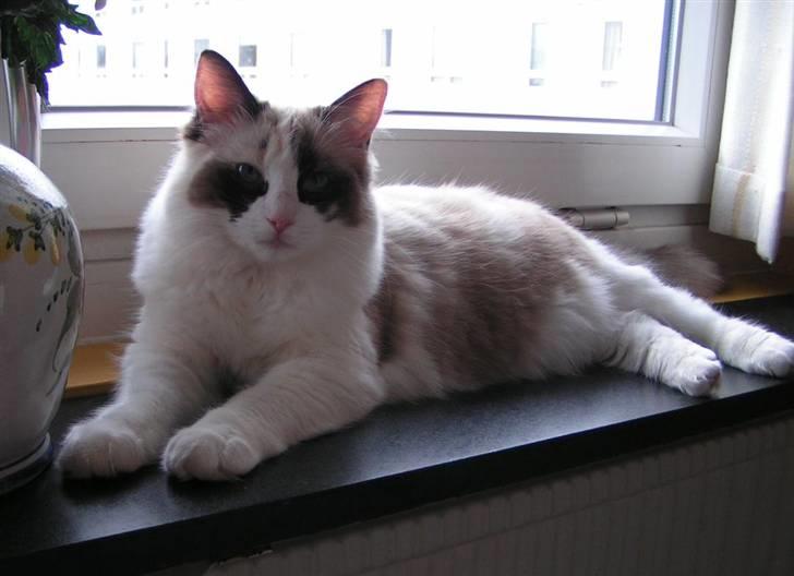 Ragdoll Big-Bang Karlsvognen Uma billede 5