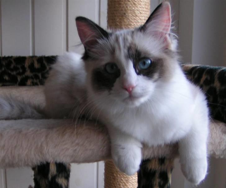 Ragdoll Big-Bang Karlsvognen Uma billede 6