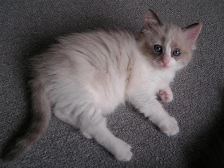 Ragdoll Big-Bang Karlsvognen Uma billede 7